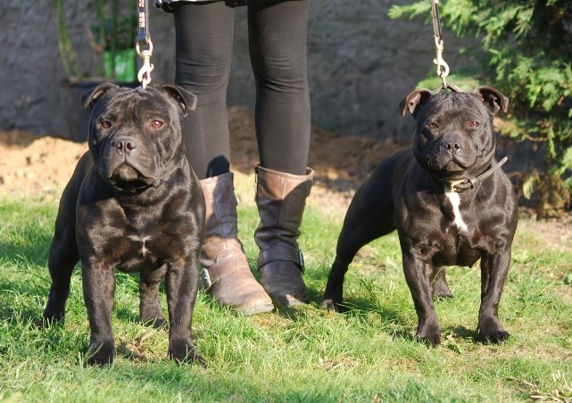 Staffordfire - Staffordshire Bull Terrier - Portée née le 22/06/2010